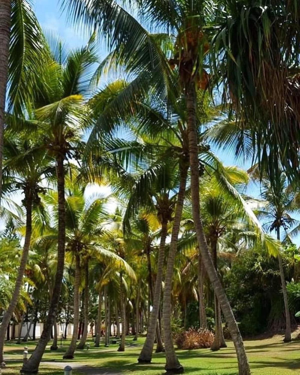 Studio Mojito Vue Mer,Piscine Avec Cuve Eau Et Acces Plage Et Piscine Anse Des Rochers Saint-Francois  Zewnętrze zdjęcie